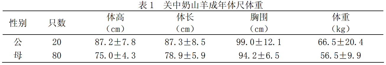 guanzhong_goat1