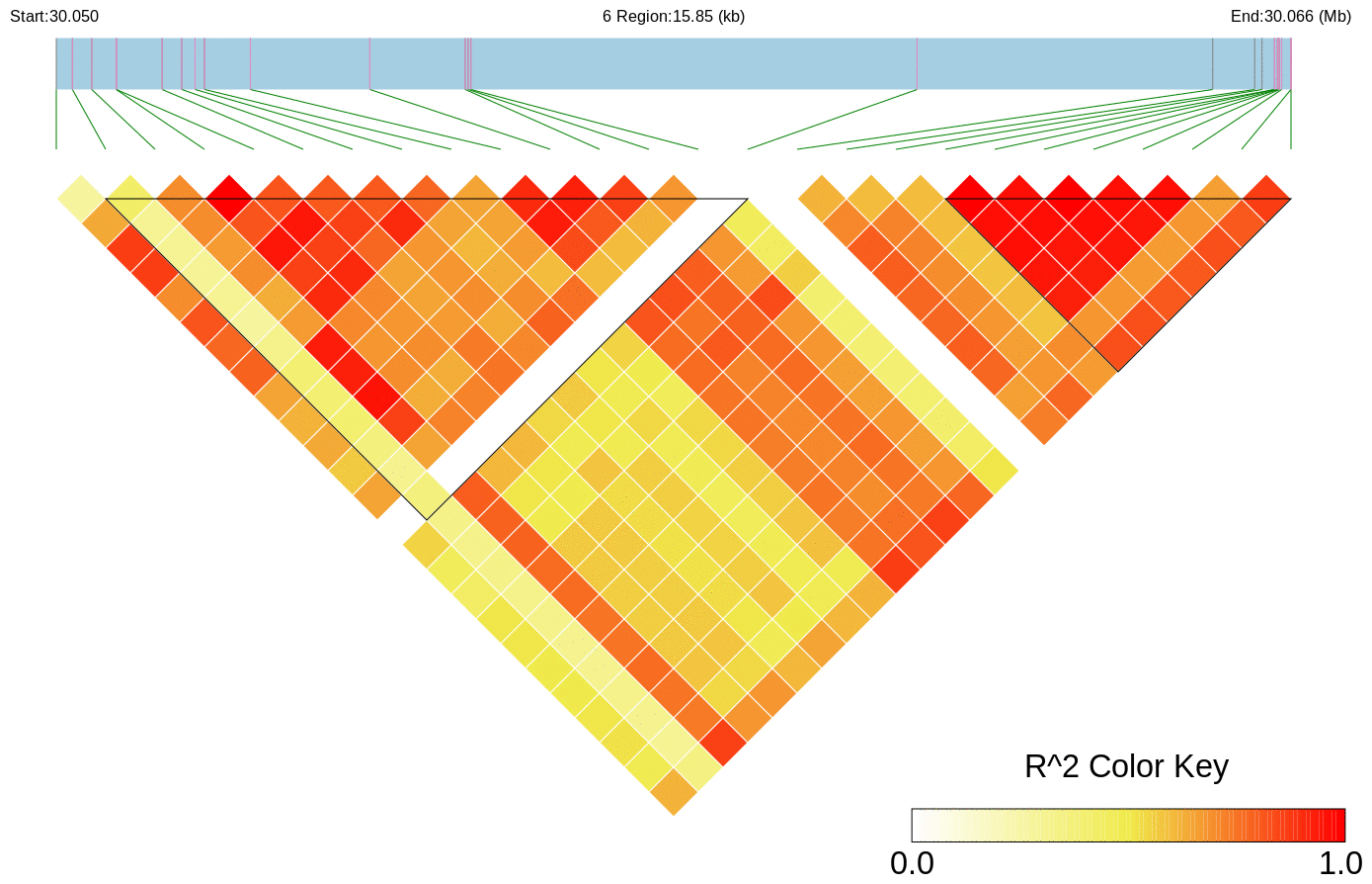 LD Heatmap